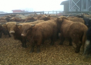 Cattle for Spain