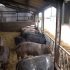 Bulls for Export to Italy